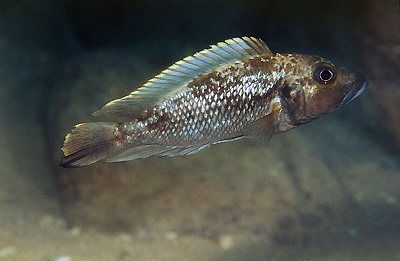 Lamprologus lemairii 'Ulwile Island'